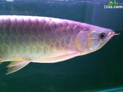 家養(yǎng)銀龍魚幾條最好養(yǎng)活（家養(yǎng)銀龍魚的最佳數(shù)量是一條）