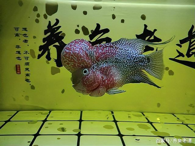 金龍魚可以幾天不喂？ 金龍魚可以幾天不喂？ 龍魚百科 第7張