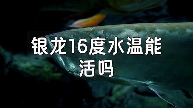 銀龍魚魚缸價格范圍是多少？ 銀龍魚魚缸價格范圍是多少？ 龍魚百科 第3張