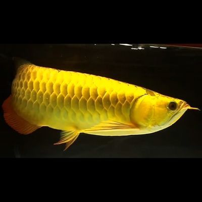 魚(yú)缸過(guò)濾器選購(gòu)指南:自制魚(yú)缸過(guò)濾器魚(yú)缸上置過(guò)濾器對(duì)于養(yǎng)魚(yú)愛(ài)好者的必備知識(shí) 龍魚(yú)喂魚(yú)糧的好處是什么意思啊:龍魚(yú)喂魚(yú)糧有哪些好處? 龍魚(yú)百科 龍魚(yú)喂魚(yú)糧的好處是什么意思啊:龍魚(yú)喂魚(yú)糧有哪些好處? 龍魚(yú)喂魚(yú)糧的好處是什么意思啊:龍魚(yú)喂魚(yú)糧有哪些好處? 龍魚(yú)百科
