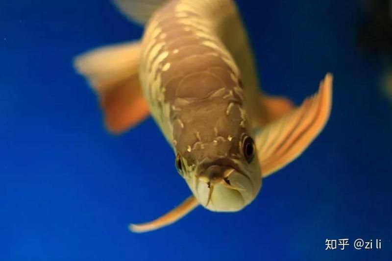 馬來西亞龍魚怎么這么便宜