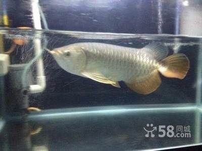 汕頭地區有龍魚的市場嗎（汕頭地區有龍魚市場嗎？） 汕頭地區有龍魚的市場嗎（汕頭地區有龍魚市場嗎？） 龍魚百科 第1張