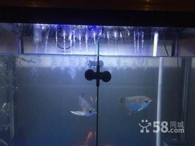 汕頭地區有龍魚的市場嗎（汕頭地區有龍魚市場嗎？） 汕頭地區有龍魚的市場嗎（汕頭地區有龍魚市場嗎？） 龍魚百科 第4張