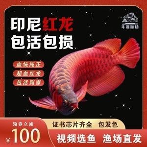 買紅龍魚的日記三年級(jí)（三年級(jí)關(guān)于買紅龍魚的日記：以下是一篇三年級(jí)關(guān)于買紅龍魚的日記）
