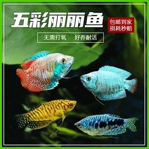 買紅龍魚的日記三年級(jí)（三年級(jí)關(guān)于買紅龍魚的日記：以下是一篇三年級(jí)關(guān)于買紅龍魚的日記）