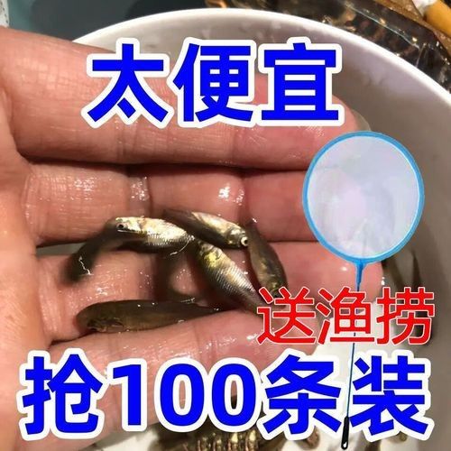 龍魚幼苗開口餌料有哪些選擇？