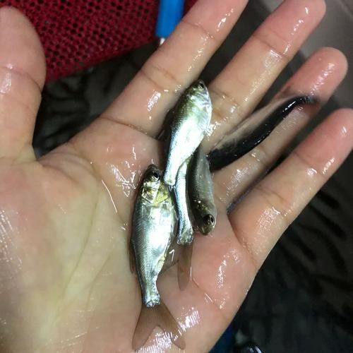 龍魚幼苗開口餌料有哪些選擇？