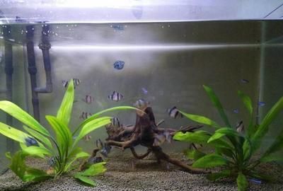 小龍魚喂多少飼料：對于小龍魚喂多少飼料，我們需要考慮以下幾個因素