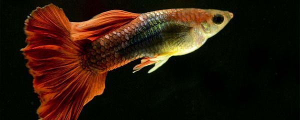 小龍魚喂多少飼料：對于小龍魚喂多少飼料，我們需要考慮以下幾個因素