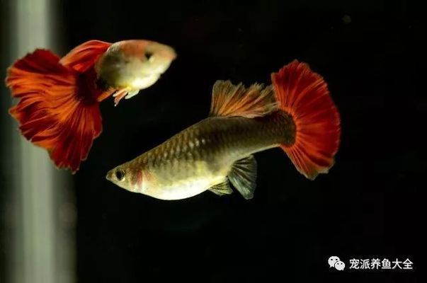 魚缸加鹽巴（如何自制魚缸專用鹽）