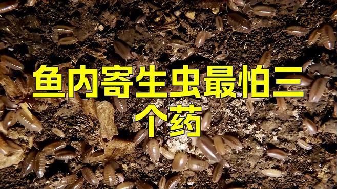 還有哪些藥物可以治療龍魚內寄？