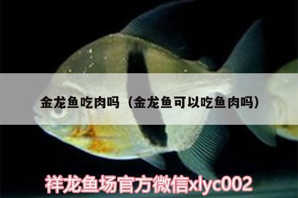 金龍魚(yú)吃肉不（金龍魚(yú)可以吃肉嗎）