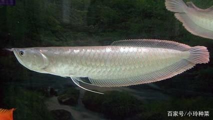 紅色的銀龍魚叫什么名字來著（紅色銀龍魚品種及飼養知識介紹銀龍魚品種及飼養知識介紹）