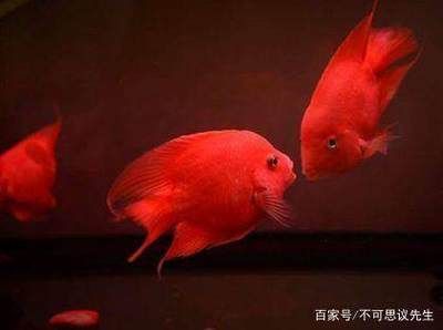 紅色的銀龍魚叫什么名字來著（紅色銀龍魚品種及飼養知識介紹銀龍魚品種及飼養知識介紹）