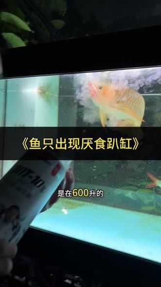 龍魚和三間鼠的混養視頻大全