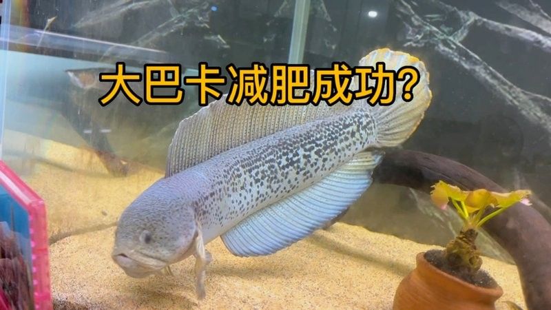 龍魚和三間鼠的混養視頻大全