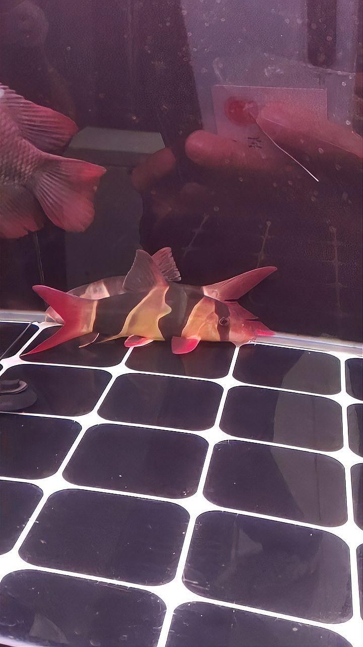 龍魚和三間鼠的混養視頻大全