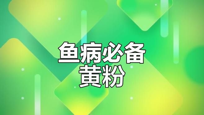龍魚爛鰭用黃粉有用嗎？ 龍魚爛鰭用黃粉有用嗎？ 龍魚百科 第2張