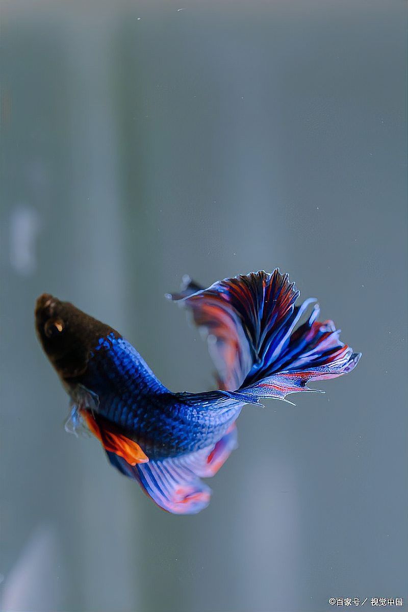 龍魚爛鰭用黃粉有用嗎？ 龍魚爛鰭用黃粉有用嗎？ 龍魚百科 第9張