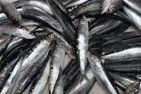 龍魚哪里買好一點的魚苗（廣州花鳥市場龍魚價格對比廣州花鳥市場龍魚價格對比）