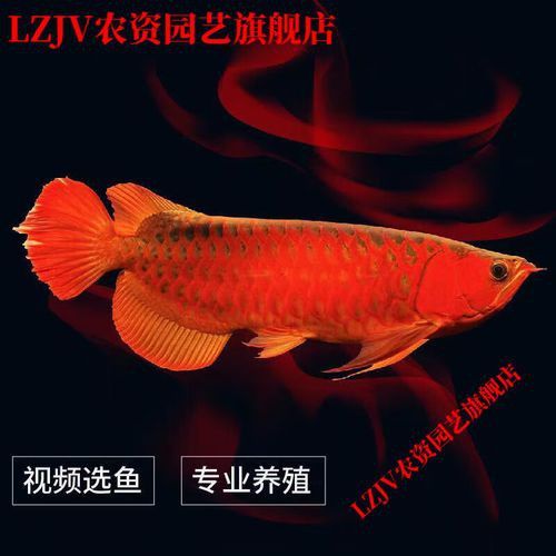 哪里可以購買到品質好的號半紅龍？