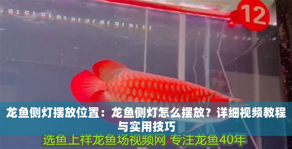 龍魚(yú)側(cè)燈擺放位置：龍魚(yú)側(cè)燈怎么擺放？詳細(xì)視頻教程與實(shí)用技巧