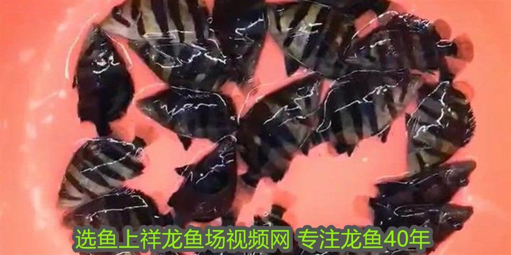 龍魚(yú)側(cè)燈擺放位置：龍魚(yú)側(cè)燈怎么擺放？詳細(xì)視頻教程與實(shí)用技巧