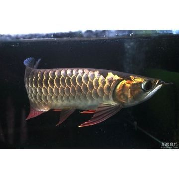小金頭龍魚：關于小金頭龍魚的飼養方法