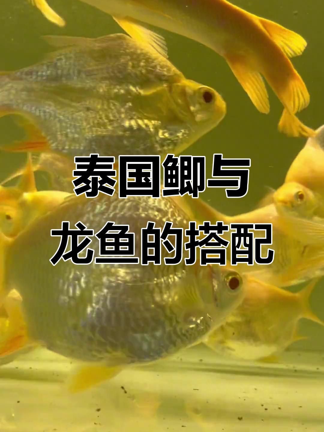龍魚和泰國鯽混養要警惕 龍魚和泰國鯽混養要警惕 龍魚百科 第3張