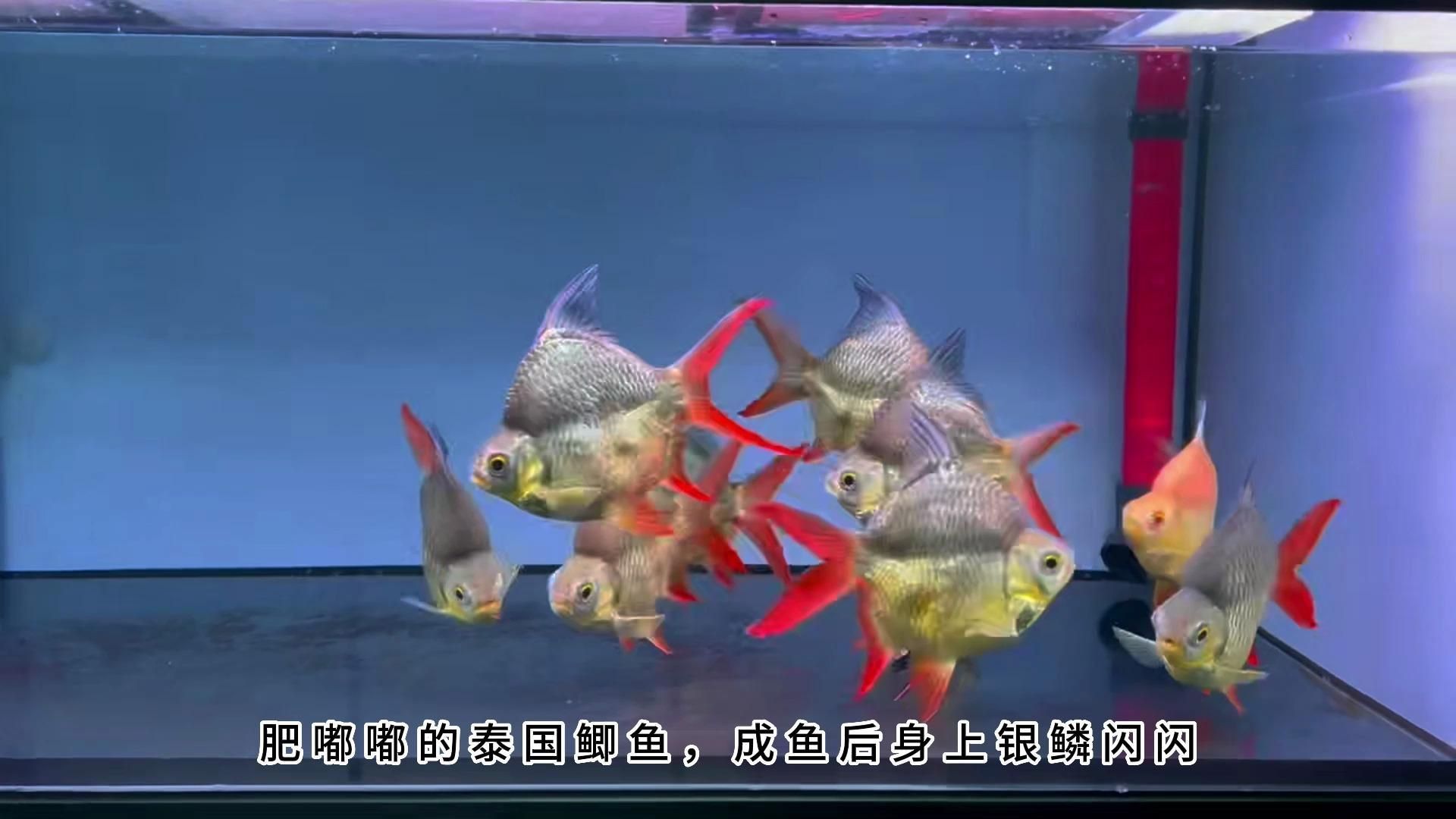 龍魚和泰國鯽混養要警惕 龍魚和泰國鯽混養要警惕 龍魚百科 第1張