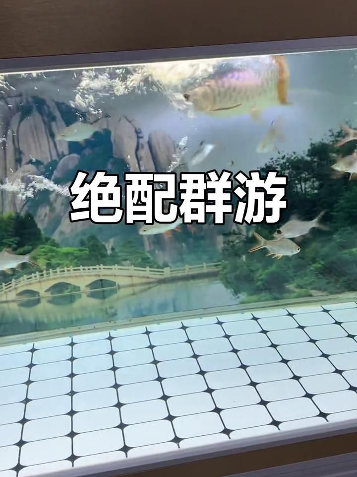 龍魚和泰國鯽混養要警惕 龍魚和泰國鯽混養要警惕 龍魚百科 第2張