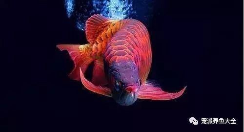 龍魚不吃面包蟲干 龍魚不吃面包蟲干 龍魚百科 第5張