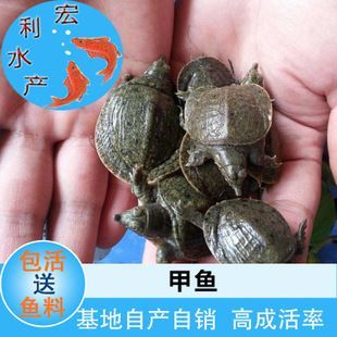 龍魚幼苗掛蛋苗好養嗎？：關于“龍魚幼苗掛蛋苗好養嗎”的查詢當前無法直接提供具體信息