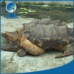 龍魚幼苗掛蛋苗好養嗎？：關于“龍魚幼苗掛蛋苗好養嗎”的查詢當前無法直接提供具體信息