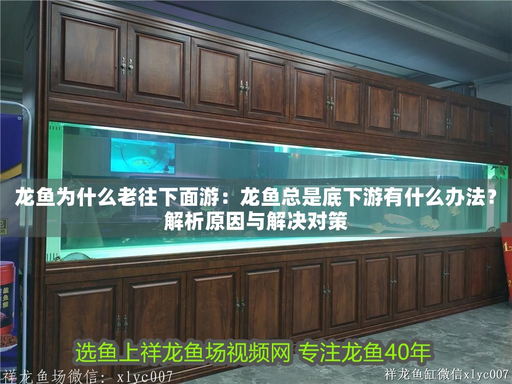 龍魚為什么老往下面游：龍魚總是底下游有什么辦法？解析原因與解決對策 龍魚為什么老往下面游：龍魚總是底下游有什么辦法？解析原因與解決對策 龍魚百科 第1張