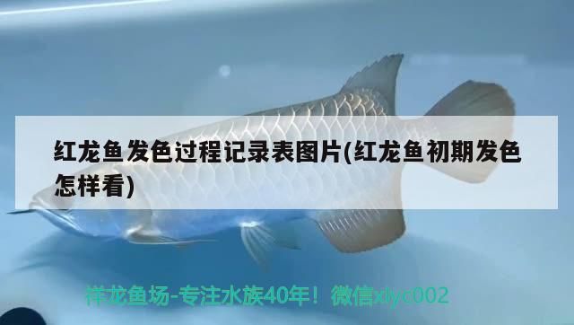 紅龍魚發色過程記錄表圖片(紅龍魚初期發色怎樣看)