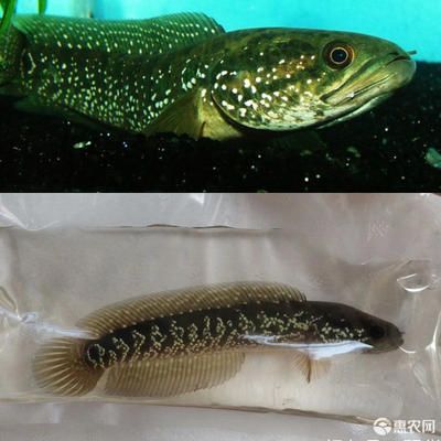 觀賞魚龍魚能吃嗎視頻:觀賞魚龍魚能吃嗎 龍魚百科 第1張 觀賞魚龍魚能吃嗎視頻:觀賞魚龍魚能吃嗎 觀賞魚龍魚能吃嗎視頻:觀賞魚龍魚能吃嗎 龍魚百科 第1張