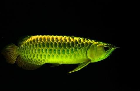 品質高的金龍魚
