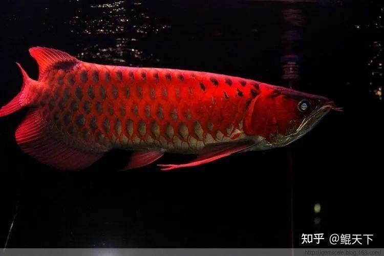 錦鯉和龍魚哪個更有觀賞價值？
