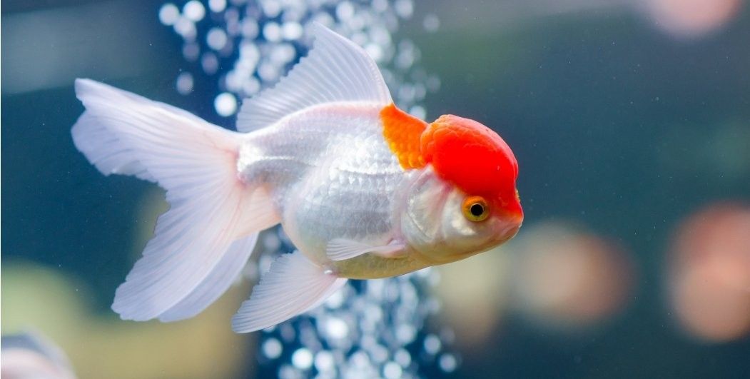 錦鯉和龍魚哪個更有觀賞價值？