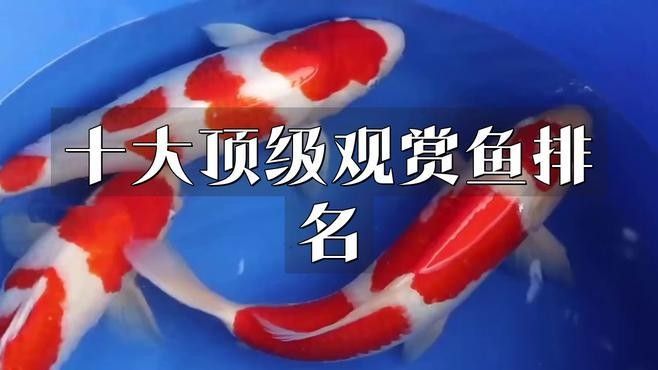 錦鯉和龍魚哪個更有觀賞價值？
