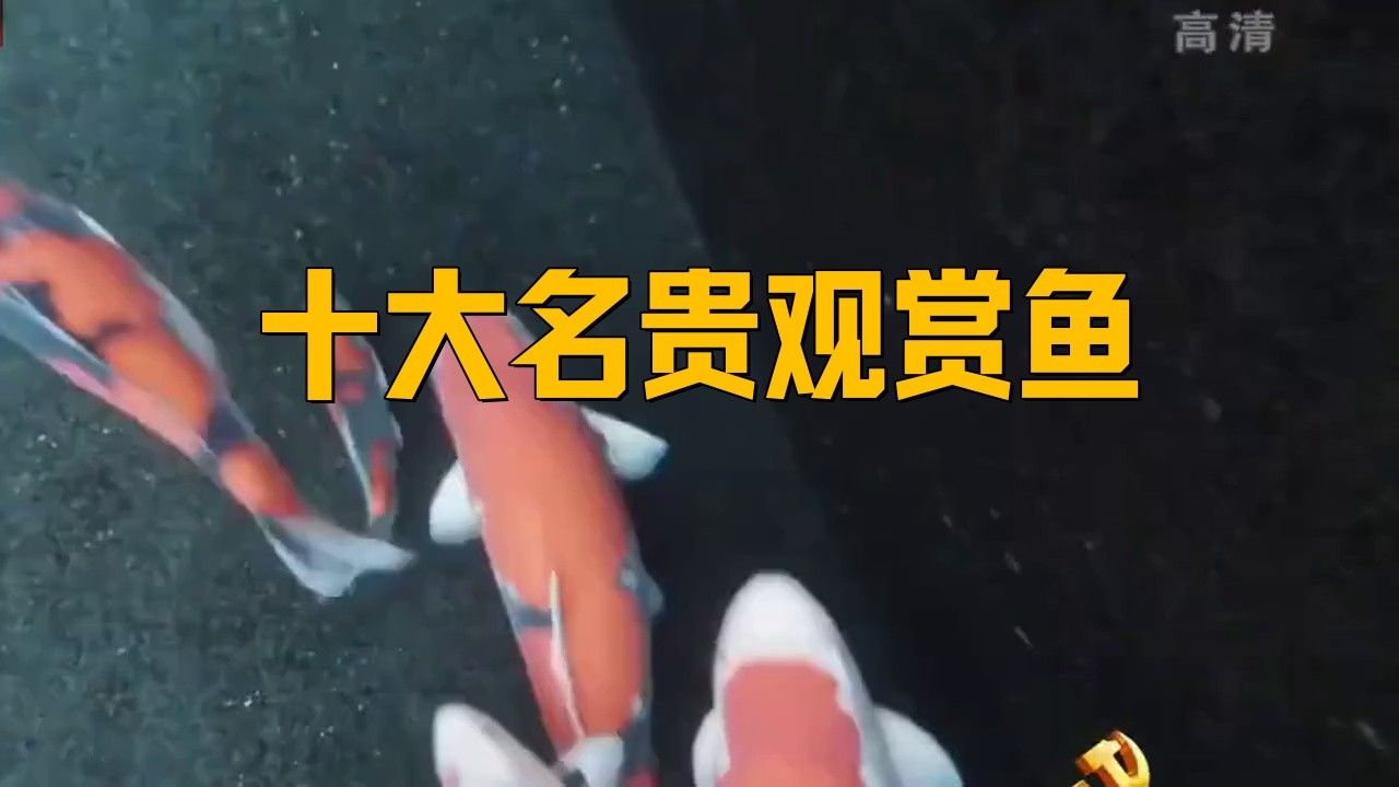 錦鯉和龍魚哪個更有觀賞價值？
