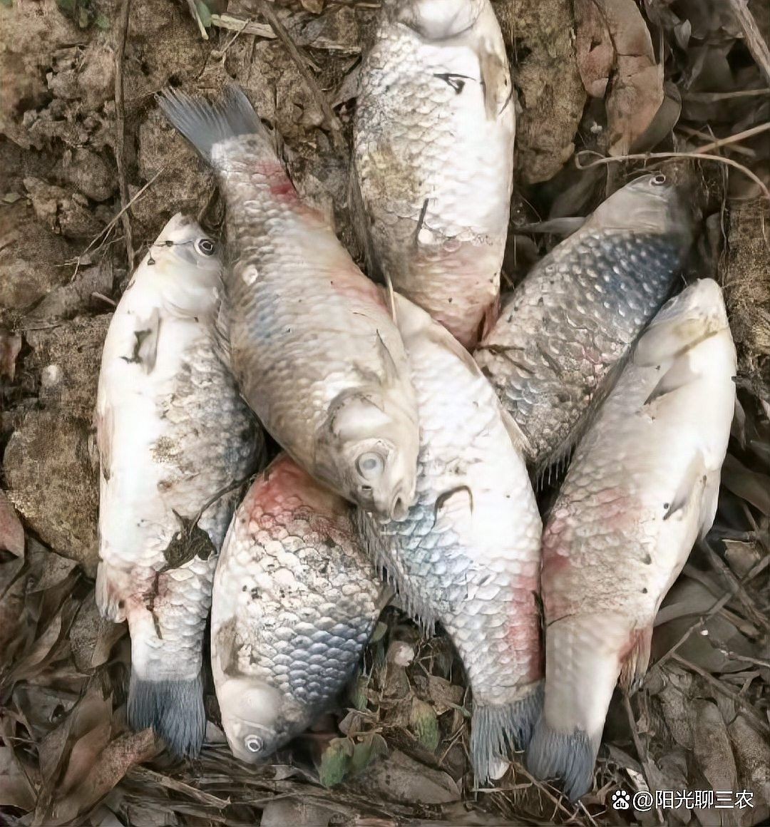 龍魚對黃粉敏感應該如何處理？