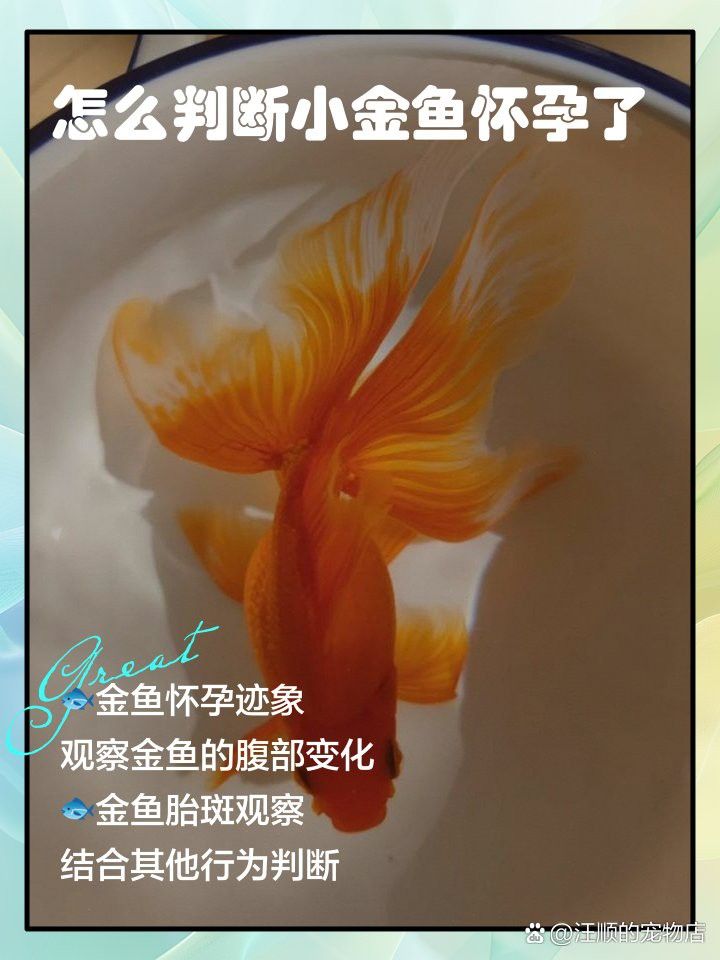 如何判斷龍晴魚是否懷孕？ 如何判斷龍晴魚是否懷孕？ 龍魚百科 第4張
