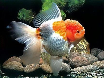如何判斷龍晴魚是否懷孕？ 如何判斷龍晴魚是否懷孕？ 龍魚百科 第1張