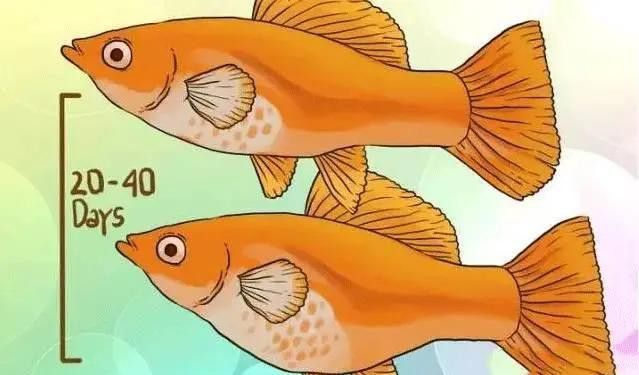 如何判斷龍晴魚是否懷孕？ 如何判斷龍晴魚是否懷孕？ 龍魚百科 第3張