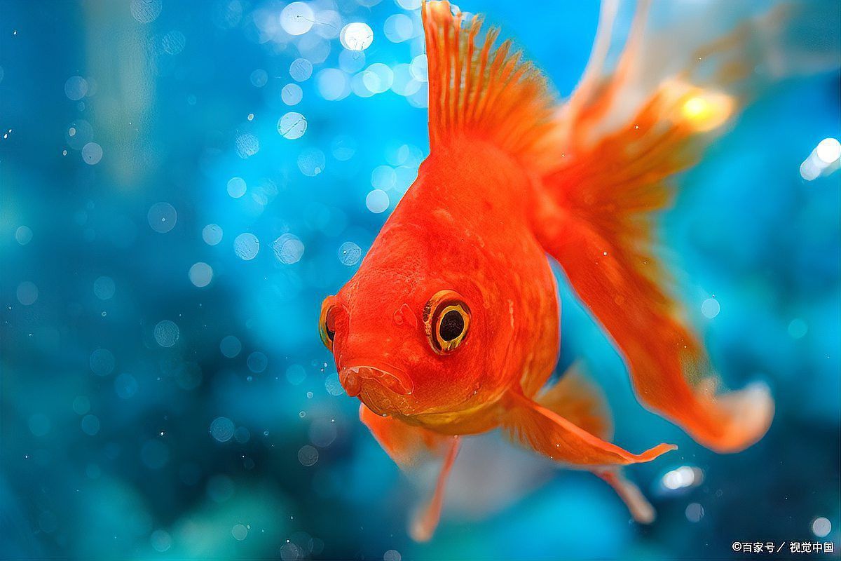 如何判斷龍晴魚是否懷孕？ 如何判斷龍晴魚是否懷孕？ 龍魚百科 第5張