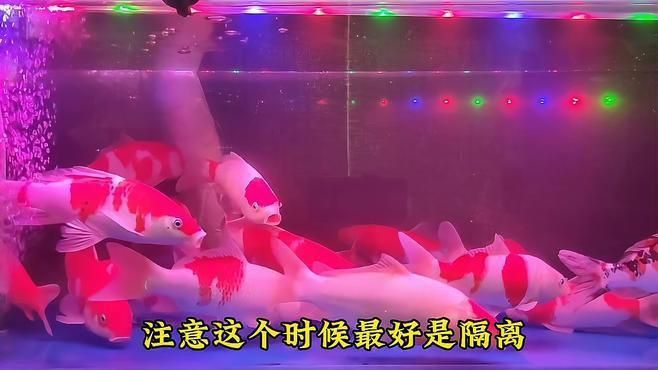 魚受傷后需要隔離嗎？