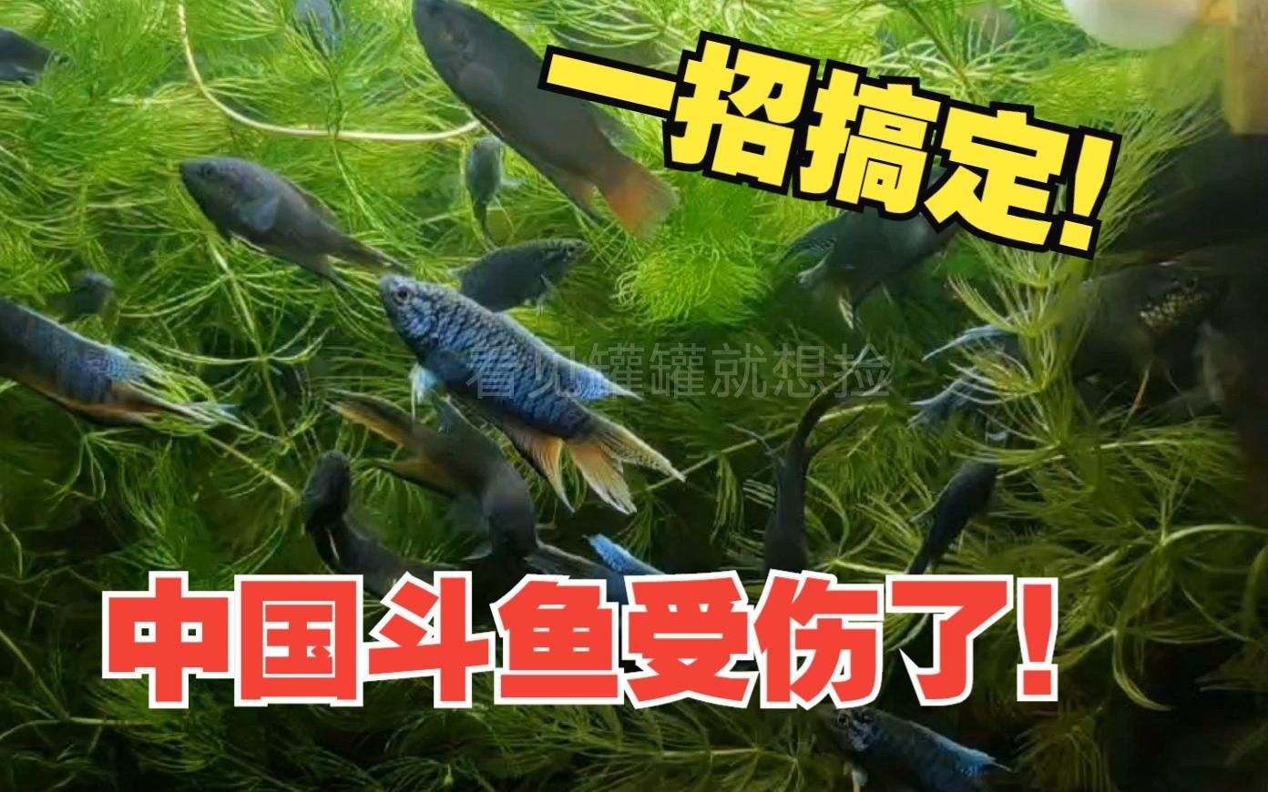魚受傷后需要隔離嗎？