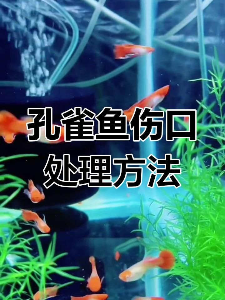 魚受傷后需要隔離嗎？